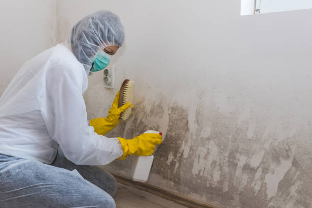 Reliable San Marcos, CA Mold Remediation Solutions