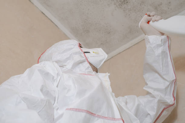 Best Health and Safety Mold Remediation in San Marcos, CA