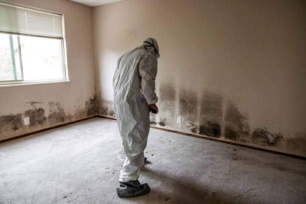 Best Commercial Mold Remediation in San Marcos, CA
