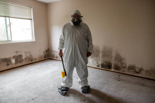 Best Post-Flood Mold Remediation in San Marcos, CA