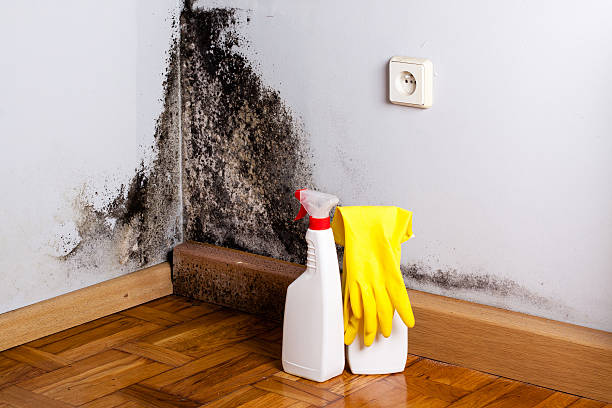 Best Insurance-Related Mold Remediation in San Marcos, CA
