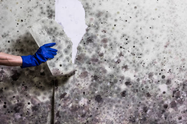 Best HVAC Mold Remediation in San Marcos, CA