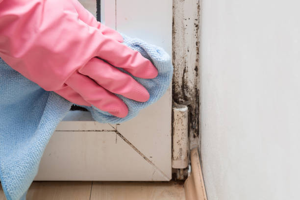 Best Mold Remediation for Specific Building Types in San Marcos, CA